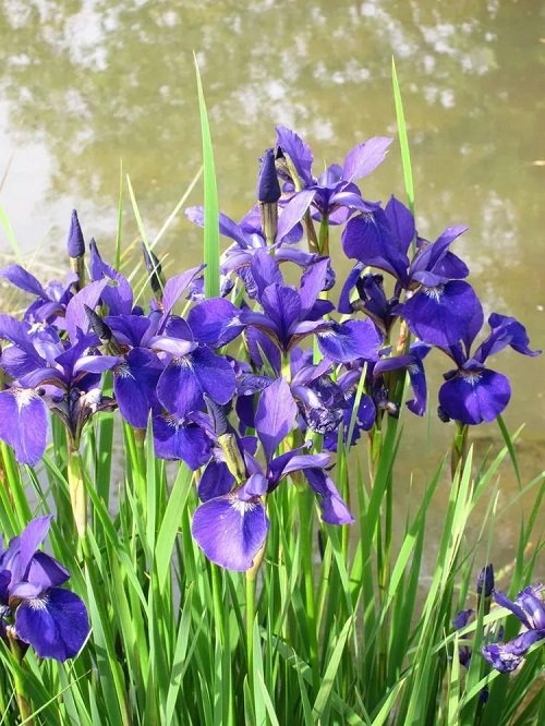 iris Flowers That Represent Strength