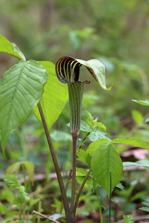 Jack-in-the-Pulpit 2