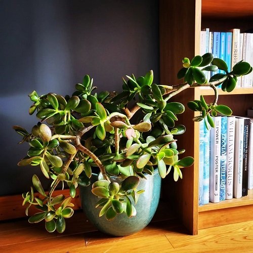 jade plant for Gifting