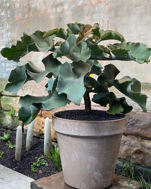 Felt Bush big leaf plant in terracotta pot
