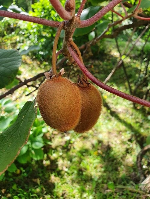 kiwi asian fruit
