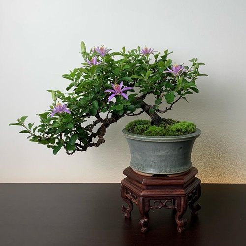Lavender Star Flowering Bonsai Trees Indoor on stool