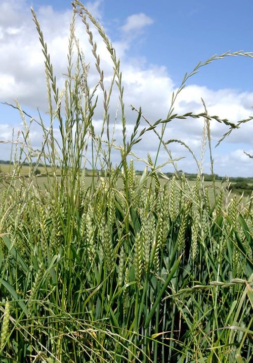 Italian Ryegrass Weeds that Look Like Wheat
