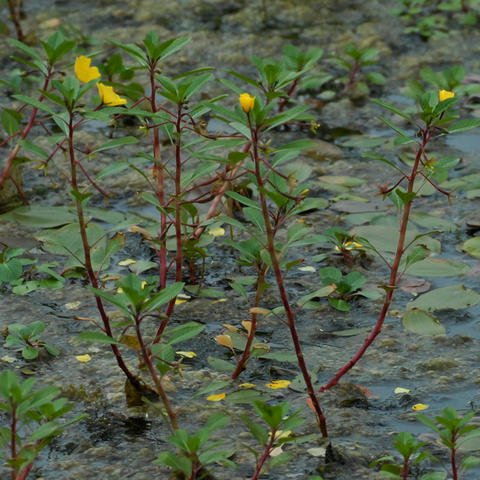 Creeping Water Primrose with red steam