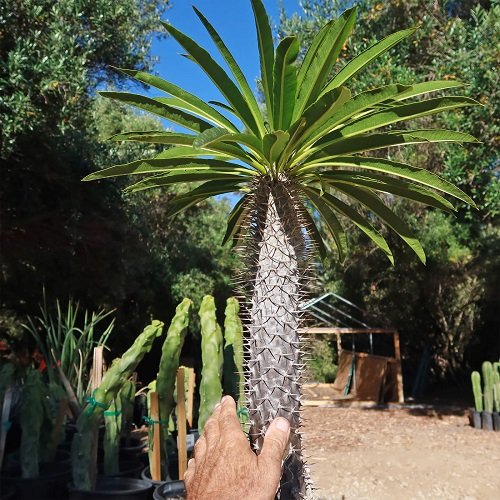 Madagascar Palm tree in garden