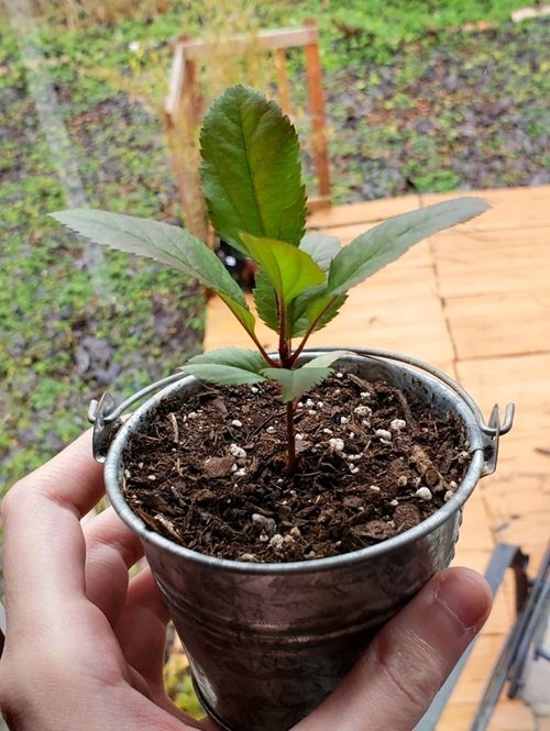 Apple plant seeds ermination in pot