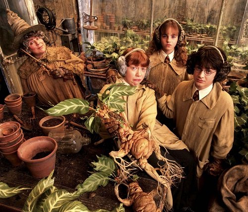 Harry Potter Plants That Are Real