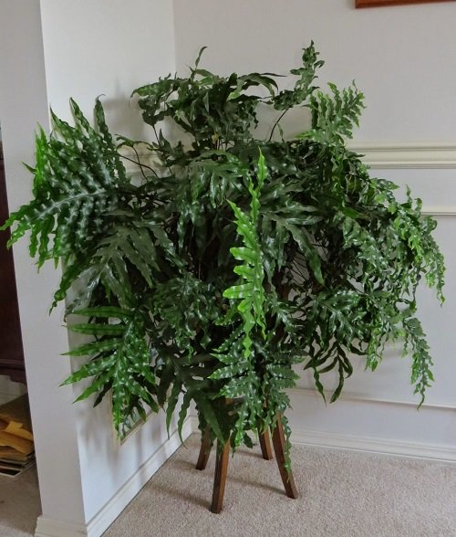 Bushier and Lusher Indoor Plants That Grow Faster Kangaroo Fern