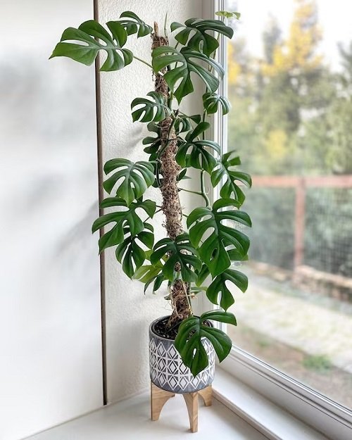 Mini Monstera potted plant near window