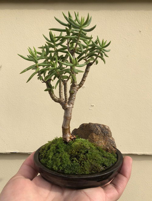 Miniature Pine Tree Plants That Normally Resemble Bonsai