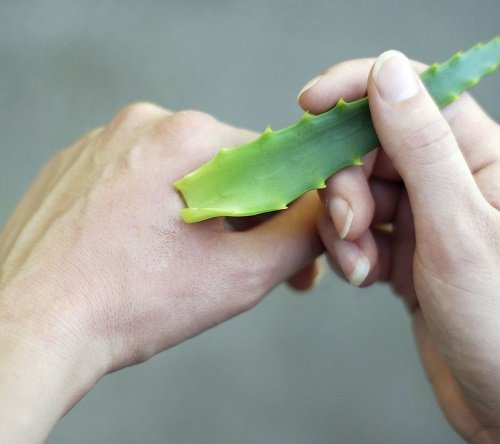 Amazing Things You Can Do With An Aloe Plant Burn Treatment