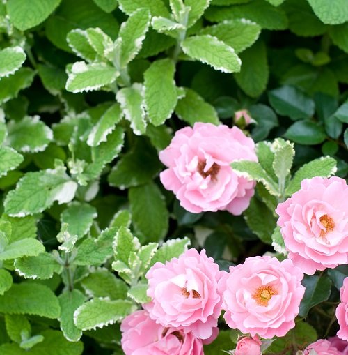 Plants Together with Roses to Keep Pests Away 1