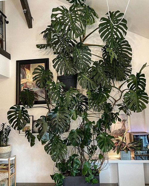 Monstera plant in hall near wall