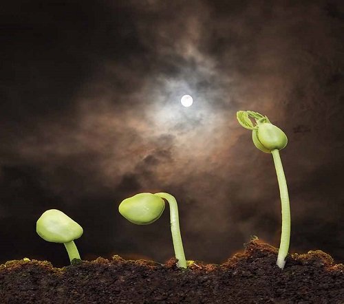 Moon Phase to Propagate Plants Successfully in Fall and Winter