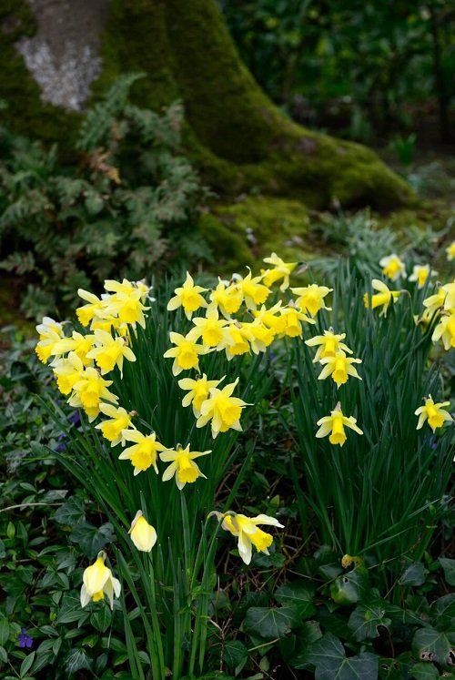 daffodil Flowers That Represent Strength