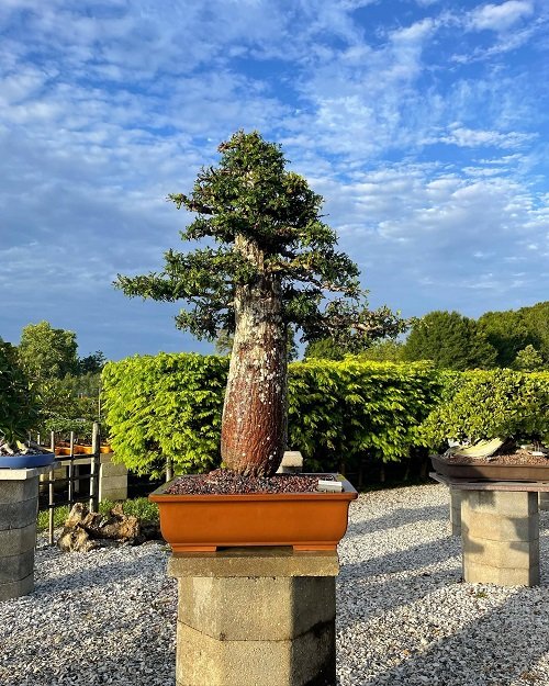 Elephant Tree bonsai