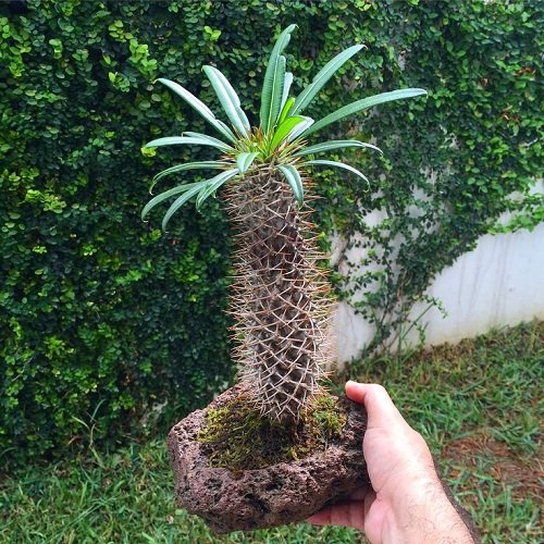Madagascar Palm bonsai