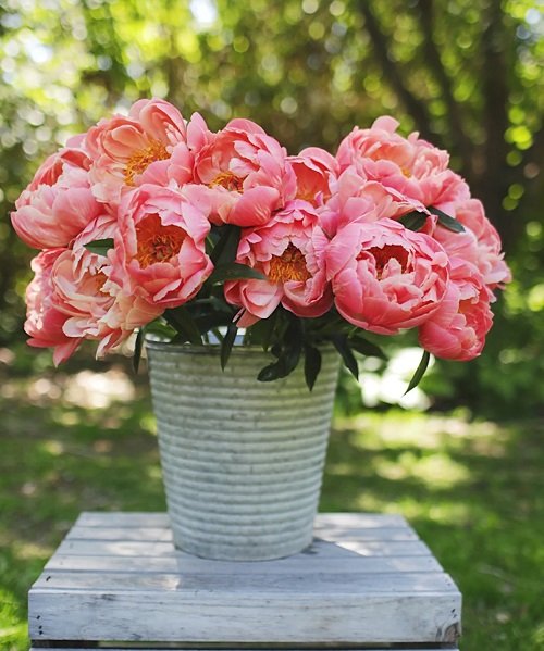 Coral Charm Peony in peach colour