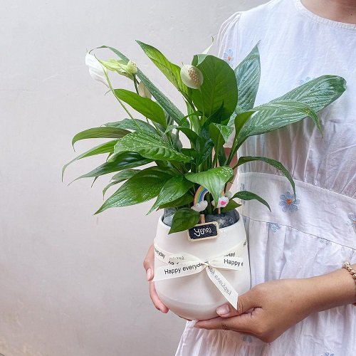 peace lily for Gifting