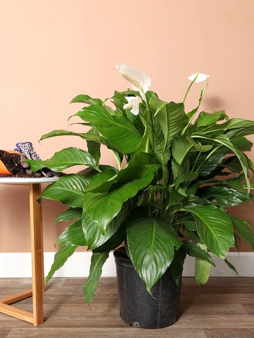 Indoor Plants That Develop Faster Growth and Bushier Look 