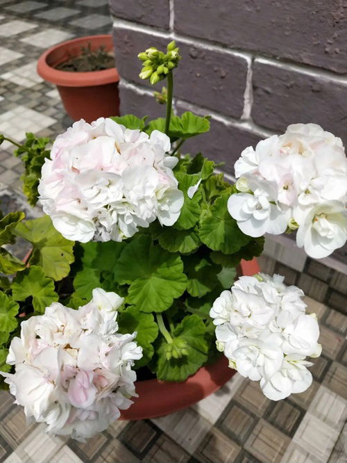 Maverick White Best White Geraniums planter in garden