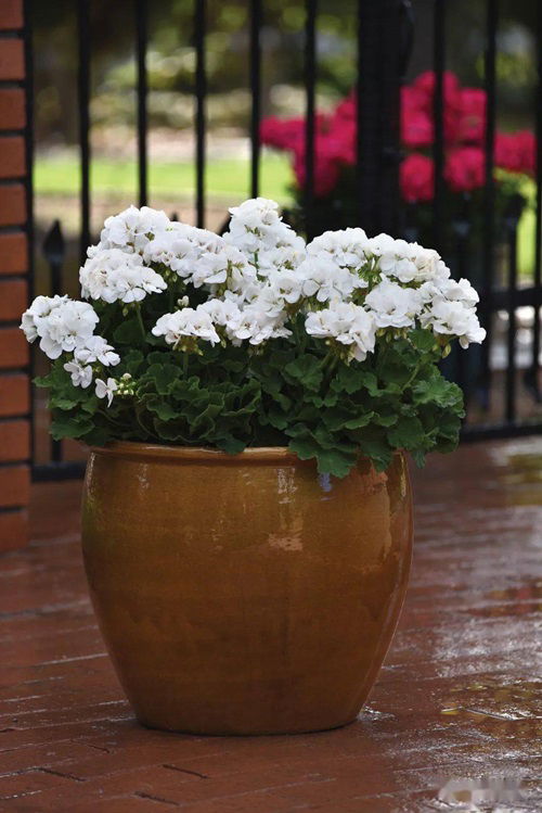 Moonlight White potted plant near fence Best White Geraniums
