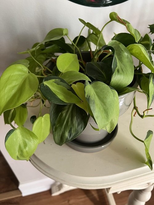 Philodendron and steam in same pot