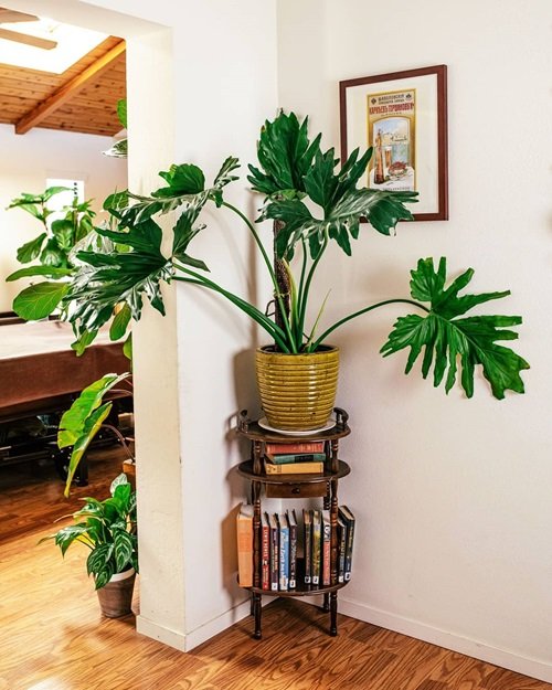 Split-Leaf Philodendron in corner 