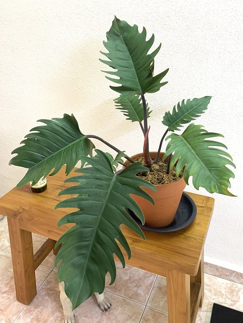 Philodendron Pluto plant look like Monstera