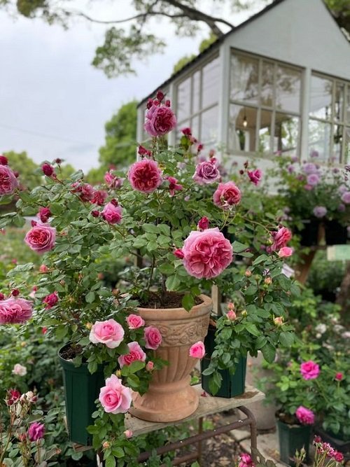 Stunning Pink Rose Garden Ideas