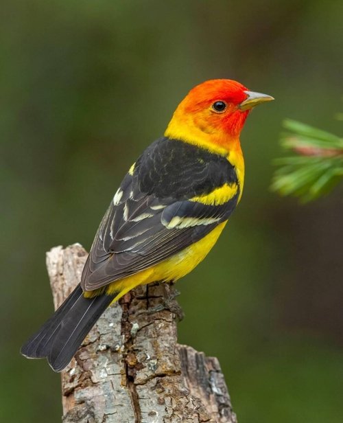 Western Tanager on tree stack
