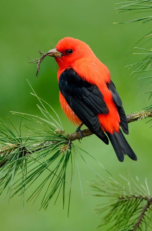 Scarlet Tanager on tree branch