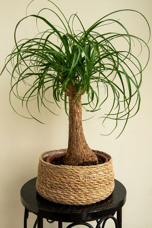  Ponytail Palm Plants That Normally Resemble Bonsai