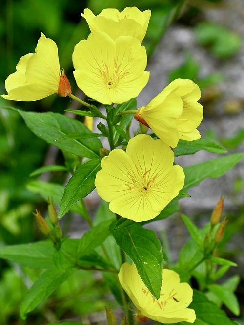 yellow flower primerose