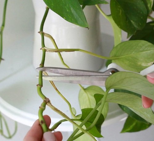 Top Advice and Techniques for Philodendron Pruning