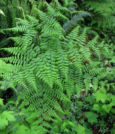 6 Best Full Sun Ferns for the Garden | Balcony Garden Web