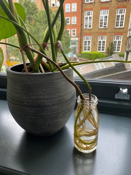 Put Your Monstera Aerial Roots in Water and See This Will Happen