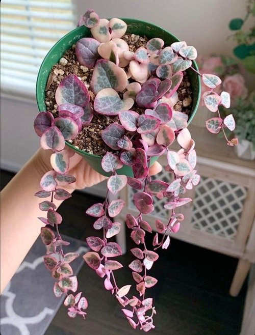 Beautiful Rosary Indoor Vines holding in hand