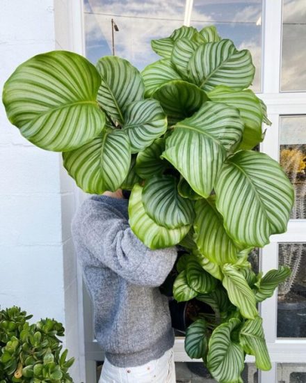 44 Best Types of Calathea Varieties