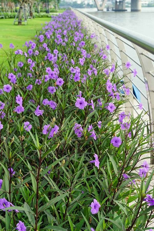 Purple Flower Bush in Arizona