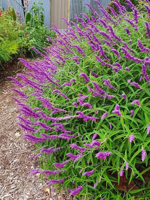 Purple Flower Bush in Arizona