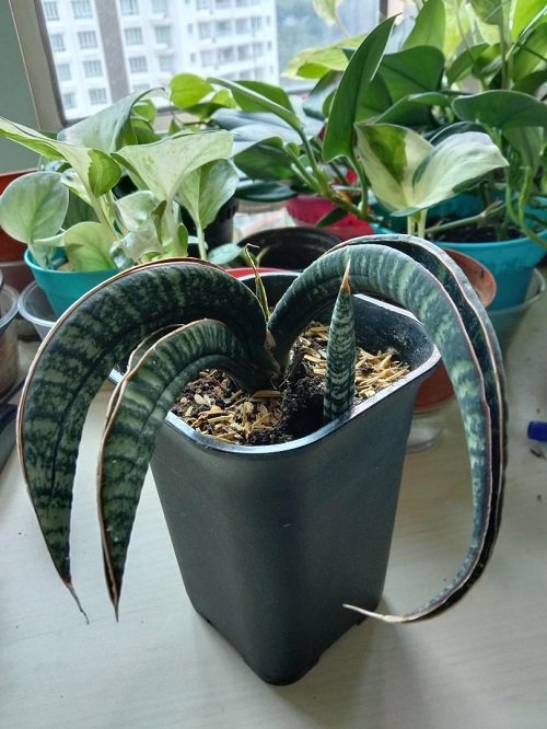 Sansevieria Fischeri 'Singularis' snake plant adorns a desk