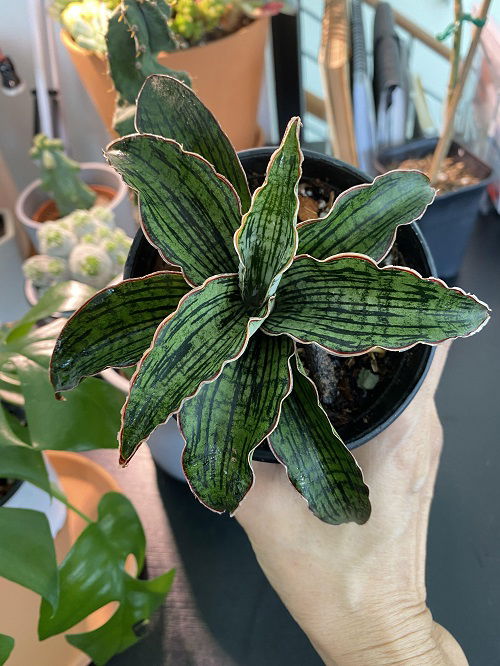 Beautiful Snake Plant Varieties