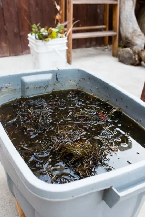 Seaweed Fertilizer Recipe