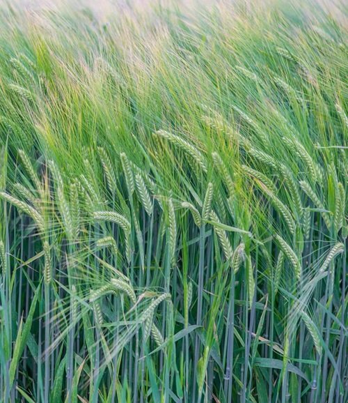 Volunteer Rye Weeds that Look Like Wheat