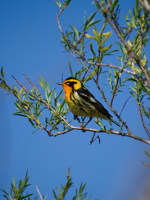 Blackburnian Warbler bird on tree