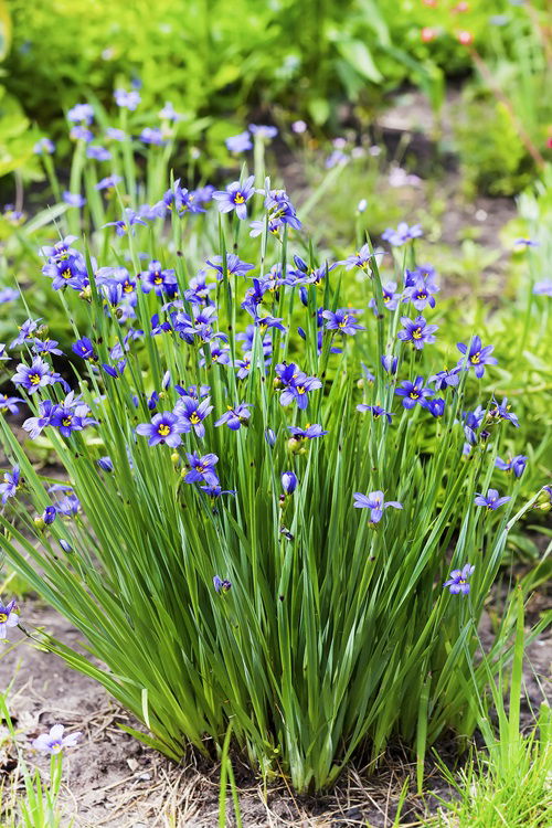 Blue Eyed Grass in garden best small flowers