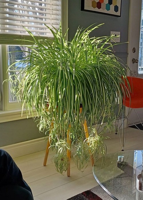  Spider Plants That Grow Bushier and Lush Quickly