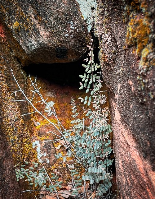 Drought Tolerant Ferns between stones
