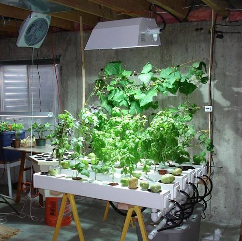 Indoor Gardening Resolutions 6